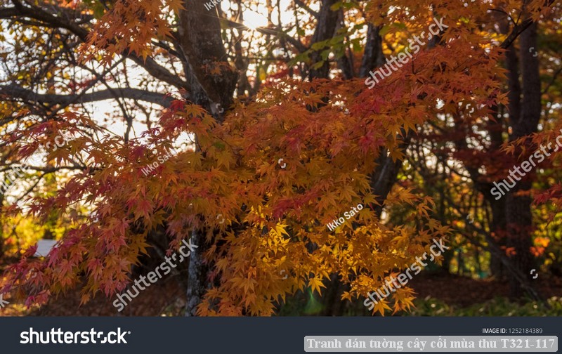 Tranh dán tường cây cối mùa thu T321-117